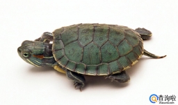 乌龟烂甲怎么办 龟烂甲病怎么治疗