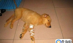 狗狗买回来要检测什么