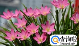 风雨兰如何养爆盆