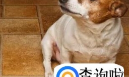 挑选公狗好还是母狗好