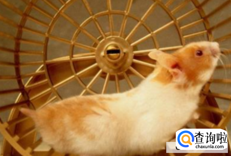 怎么让仓鼠自觉玩跑轮