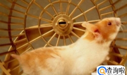 怎么让仓鼠自觉玩跑轮