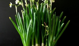 水仙的繁殖方法