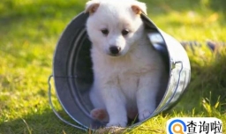 狗狗吃草和泥沙的原因是什么