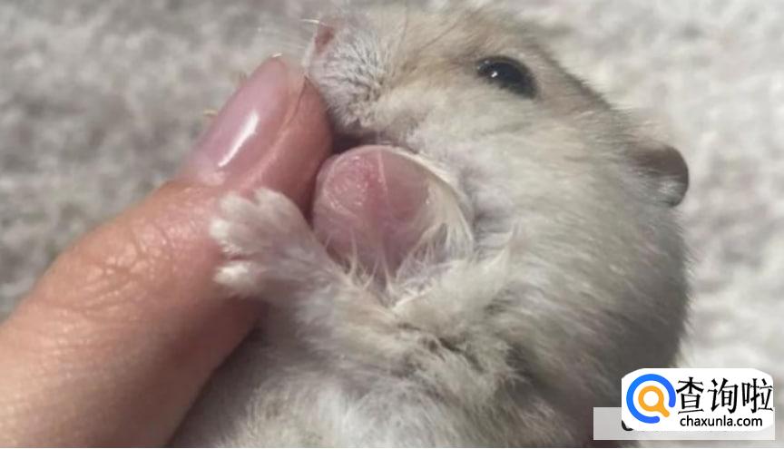 仓鼠宠物医生怎么找