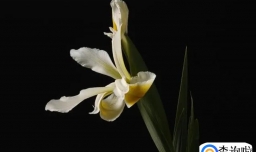 段姓女孩起名名字高端大气好听