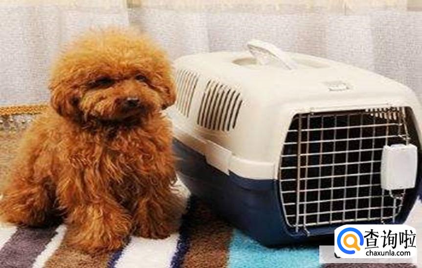 如何快递宠物到别的城市