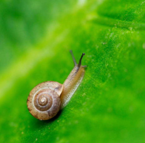 牙齿最多的动物是哪个动物