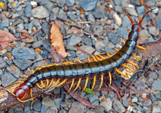 蜈蚣有毒吗