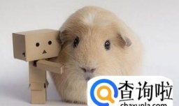 摸荷兰猪的话，摸哪里才合适？