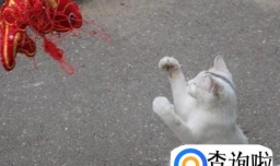 如何跟猫咪玩耍