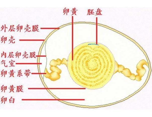 打鸡蛋前有必要清洗吗