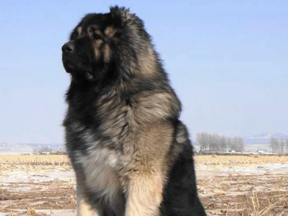 世界十大名犬排行榜