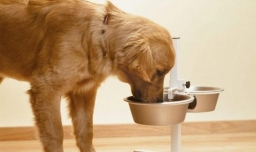 金毛好养吗金毛犬怎么养