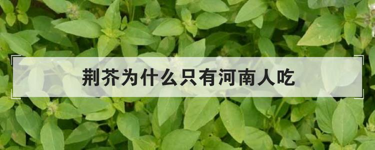 荆芥为什么只有河南人吃