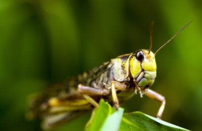 蝗灾后蝗虫去哪里了