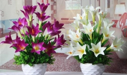 家庭花卉摆设采取什么办法比较好？