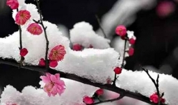 逆风如解意容易莫摧残什么意思？