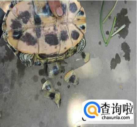 乌龟长大如何换壳