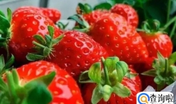 草莓怎么保存不容易坏