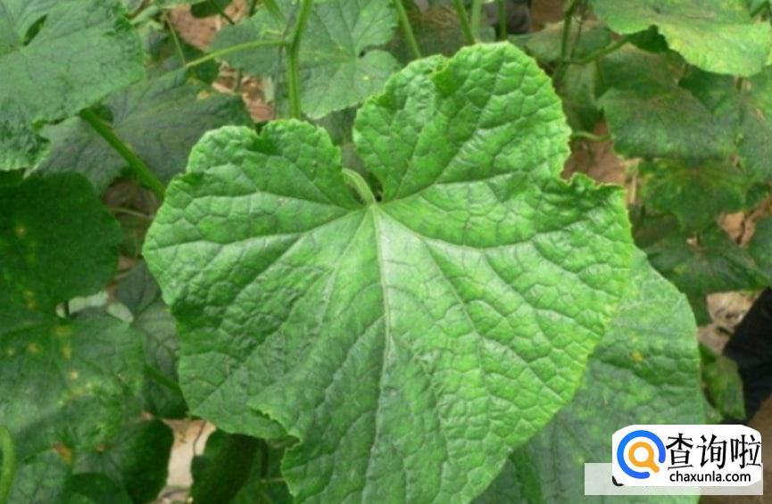 黄瓜叶子发黄怎么处理