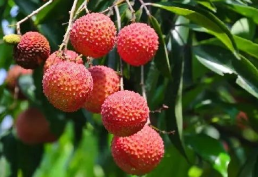 荔枝起源于哪里