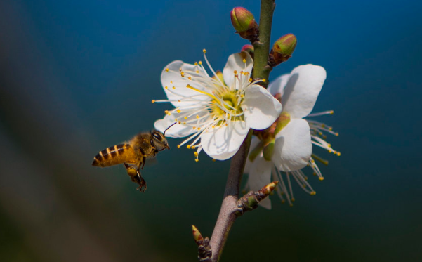 为有暗香来出自哪里