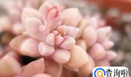 姬秋丽要如何养护