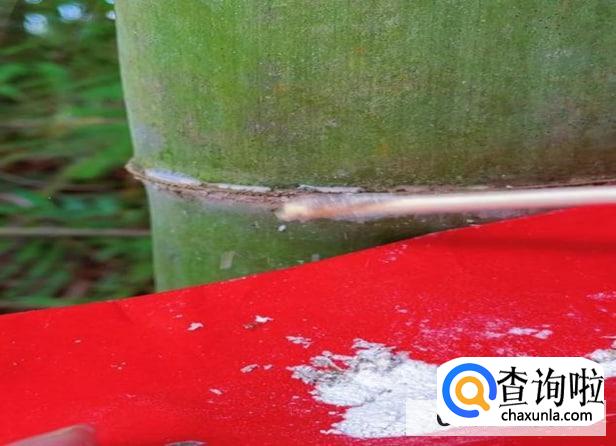 竹白霜怎么吃法最好