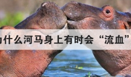 为什么河马身上有时会流血