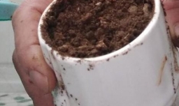 如何在办公室种植可爱的吊兰小盆栽