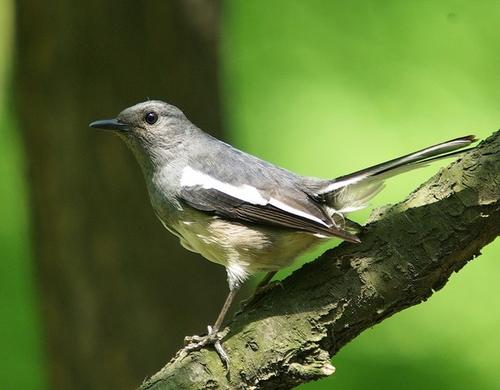 下雨了下雨了什么动物躲进了什么伞
