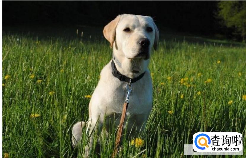 养什么动物不吵不脏不臭