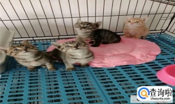 如何照顾小奶猫