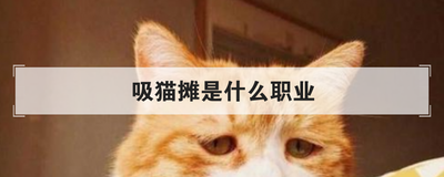 吸猫摊是什么职业