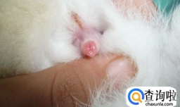 兔子怎么看公母？