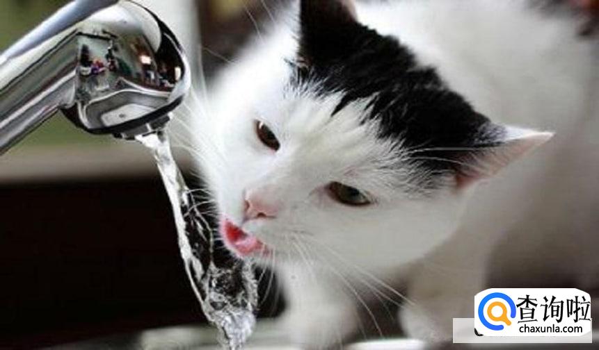 怎么引导猫咪喝水