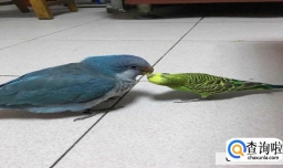 如何让飞走的鹦鹉回来