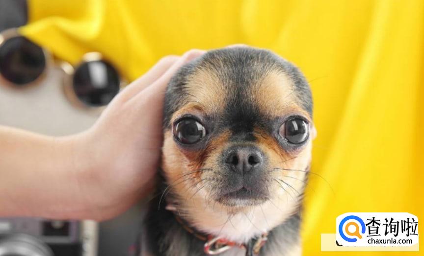 宠物托运安全吗