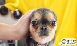 宠物托运安全吗