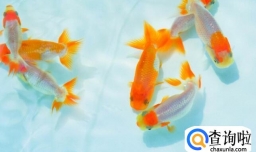 金鱼怎么养才不容易死，金鱼老是死去怎么回事？