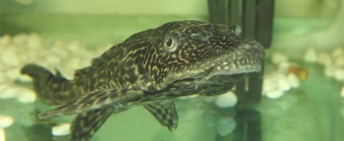 清道夫鱼为什么不能吃