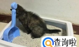小猫拉不出屎怎么办