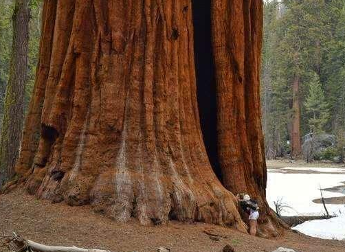 世界上最大的树