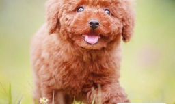 贵宾犬耳朵臭是什么原因，贵宾犬耳朵怎么清理