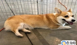 怎么样知道哪种宠物适合自己