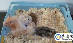 怎么养仓鼠（布丁）