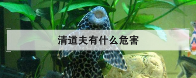 清道夫有什么危害