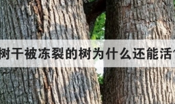 树干被冻裂的树为什么还能活