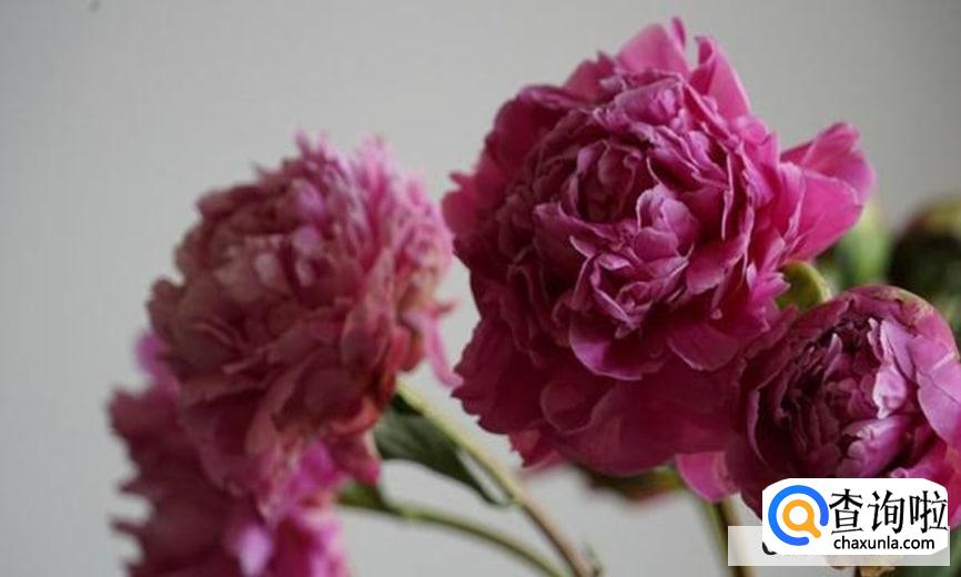 掉了的芍药花瓣可以做些什么呢